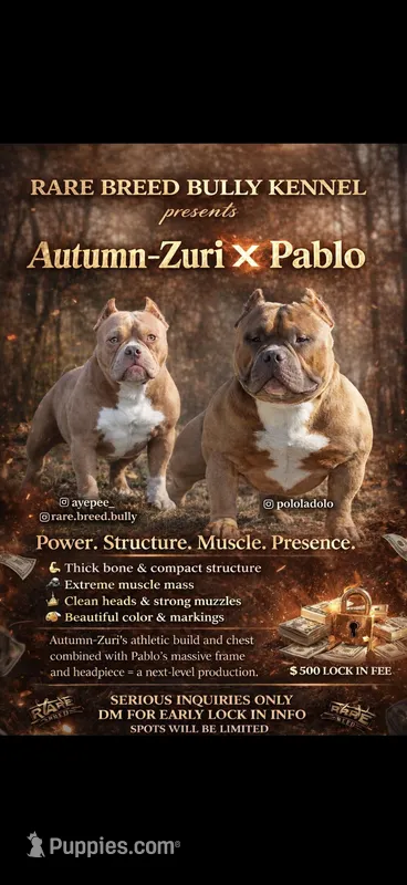 Rare Breed Bully – American Bully puppy for sale in Cleveland, OH