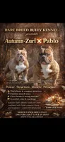 Rare Breed Bully, a male American Bully for sale in Cleveland, OH – Photo 2 of 2