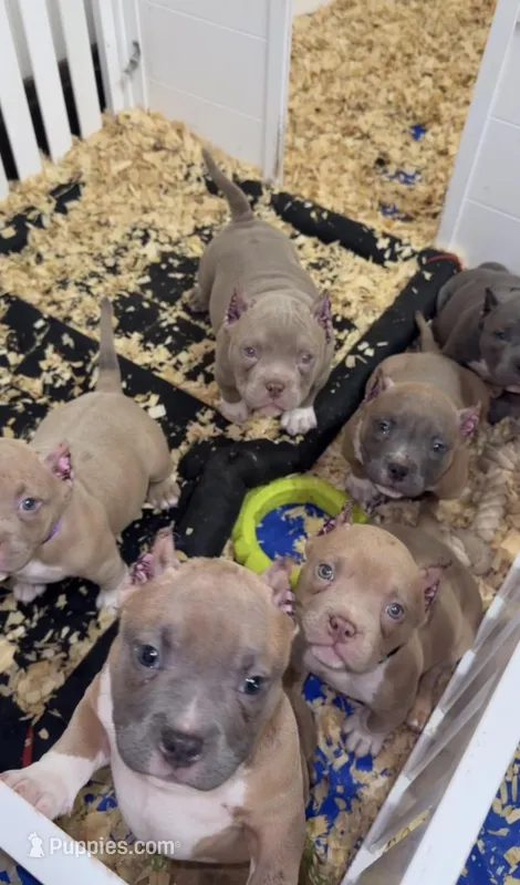 Rare Breed Bully – American Bully puppy for sale in Cleveland, OH