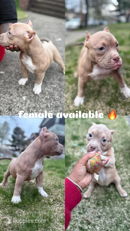 Zuri – American Bully puppy for sale in Cleveland, OH