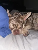 Mojo, a male French Bulldog for sale in Hemet, CA – 4 of 6