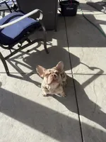 Mojo, a male French Bulldog for sale in Hemet, CA – 6 of 6