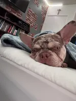 Mojo, a male French Bulldog for sale in Hemet, CA – 5 of 6