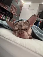 Mojo, a male French Bulldog for sale in Hemet, CA – 2 of 6