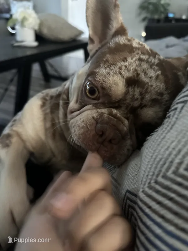 Mojo – French Bulldog puppy for sale in Hemet, CA