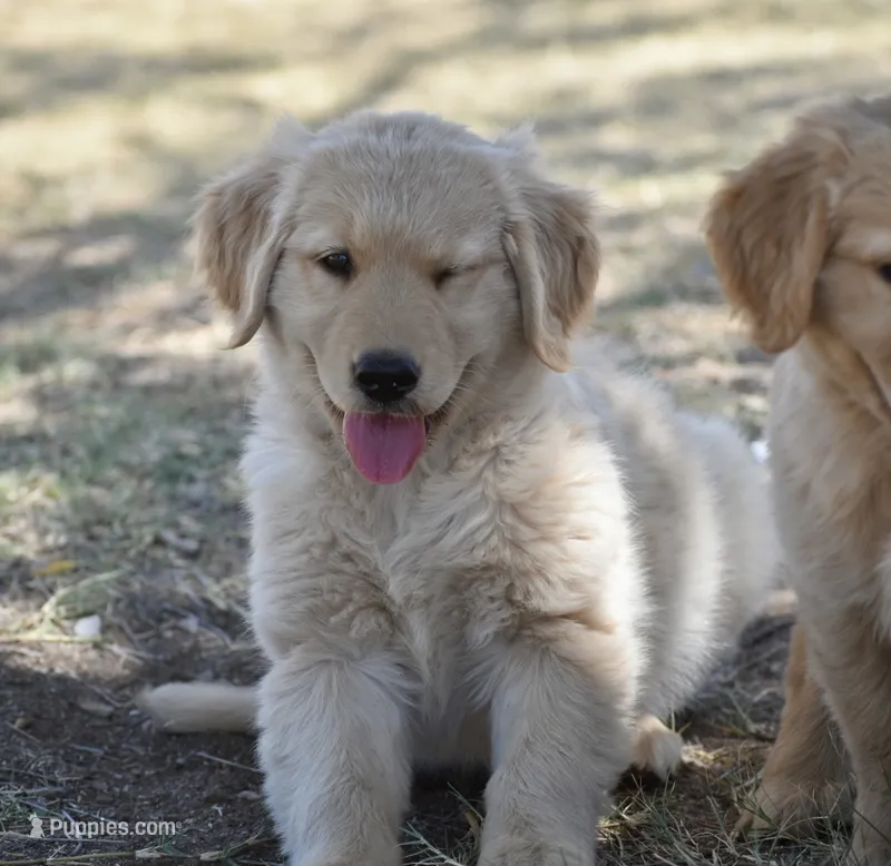 Blue – Golden Retriever puppy for sale in Phoenix, AZ