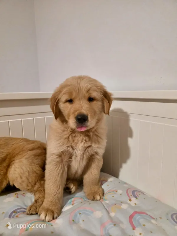 Red – Golden Retriever puppy for sale in Phoenix, AZ