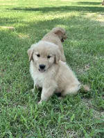 Yellow, a female Golden Retriever for sale in Phoenix, AZ – 3 of 3
