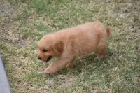 Red, a male Golden Retriever for sale in Phoenix, AZ – 3 of 3
