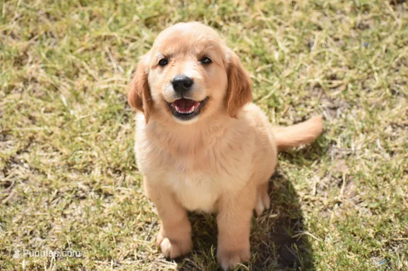 Rose – Golden Retriever puppy for sale in Phoenix, AZ