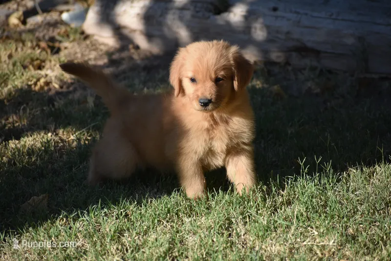 Red – Golden Retriever puppy for sale in Phoenix, AZ