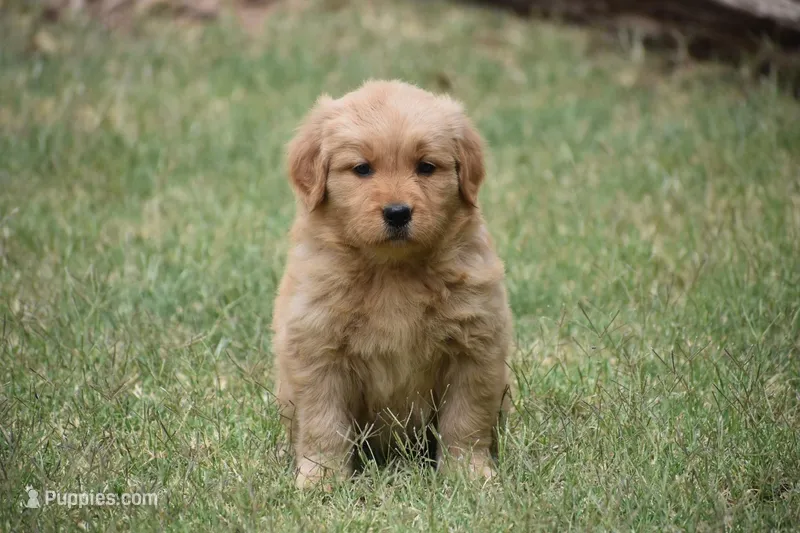 Rose – Golden Retriever puppy for sale in Phoenix, AZ