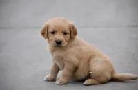 Rose, a female Golden Retriever for sale in Phoenix, AZ – Photo 2 of 2