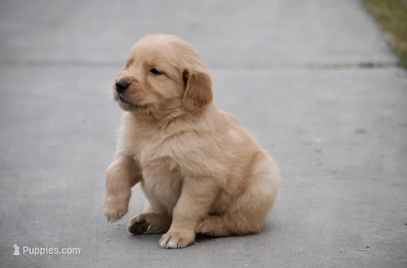 Rose – Golden Retriever puppy for sale in Phoenix, AZ