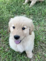 Yellow, a female Golden Retriever for sale in Phoenix, AZ – 2 of 3