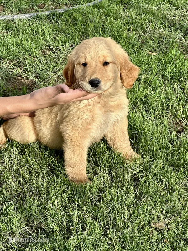 Yellow  – Golden Retriever puppy for sale in Phoenix, AZ