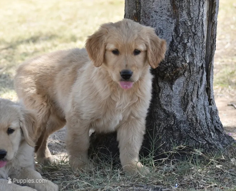 Rose – Golden Retriever puppy for sale in Phoenix, AZ