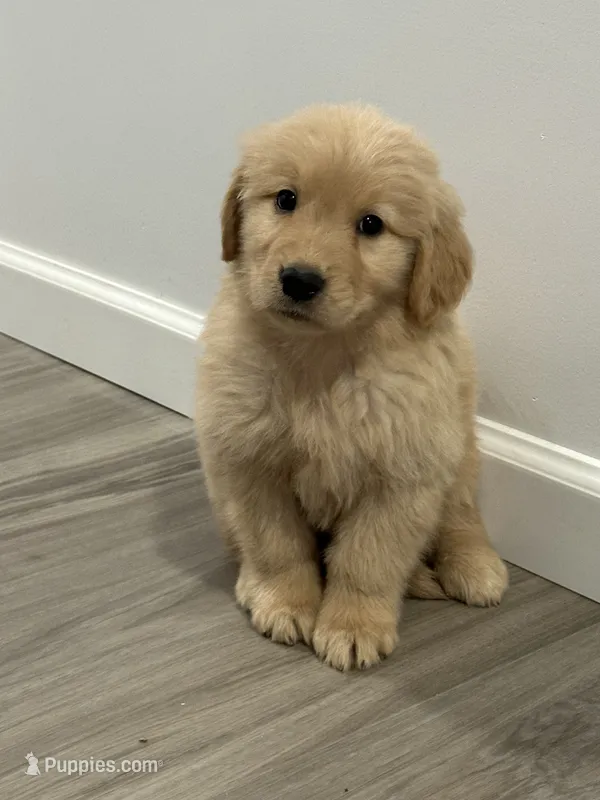 Blue – Golden Retriever puppy for sale in Phoenix, AZ