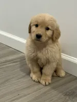 Blue, a male Golden Retriever for sale in Phoenix, AZ – 1 of 2