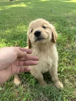 Runt, a male Golden Retriever for sale in Phoenix, AZ – 2 of 2