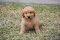 Red, a male Golden Retriever for sale in Phoenix, AZ – 1 of 3