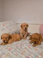 Blue, a male Golden Retriever for sale in Phoenix, AZ – 2 of 2
