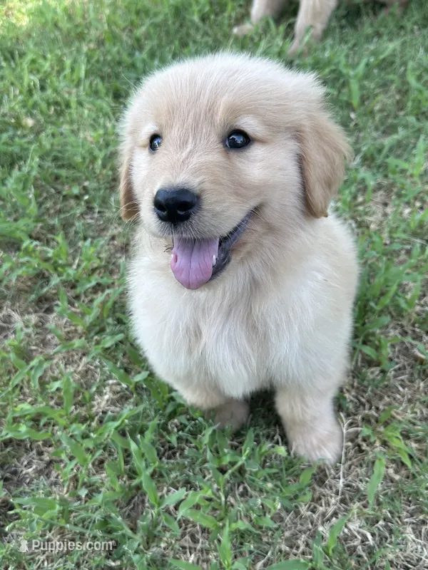 Yellow – Golden Retriever puppy for sale in Phoenix, AZ