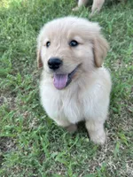 Yellow, a female Golden Retriever for sale in Phoenix, AZ – 1 of 3