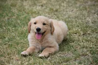 Yellow, a female Golden Retriever for sale in Phoenix, AZ – 2 of 3