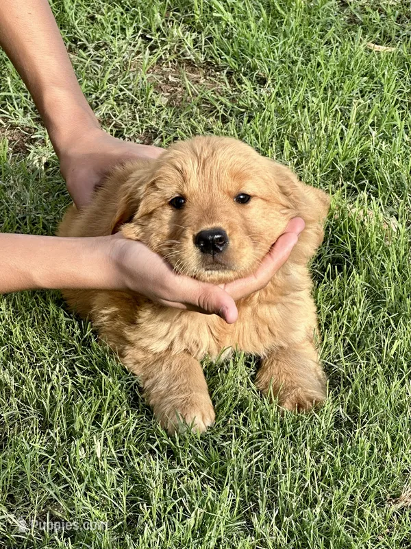 Rose – Golden Retriever puppy for sale in Phoenix, AZ