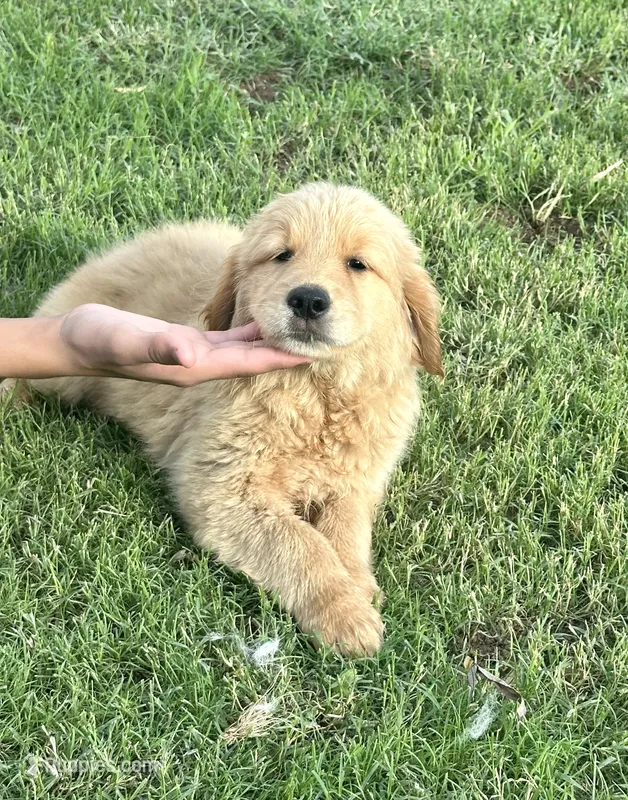 Blue – Golden Retriever puppy for sale in Phoenix, AZ