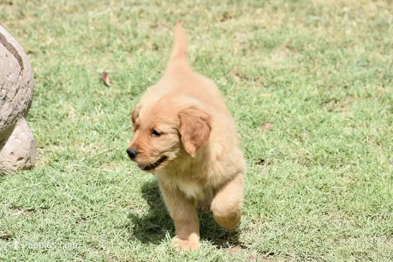 Pink – Golden Retriever puppy for sale in Phoenix, AZ