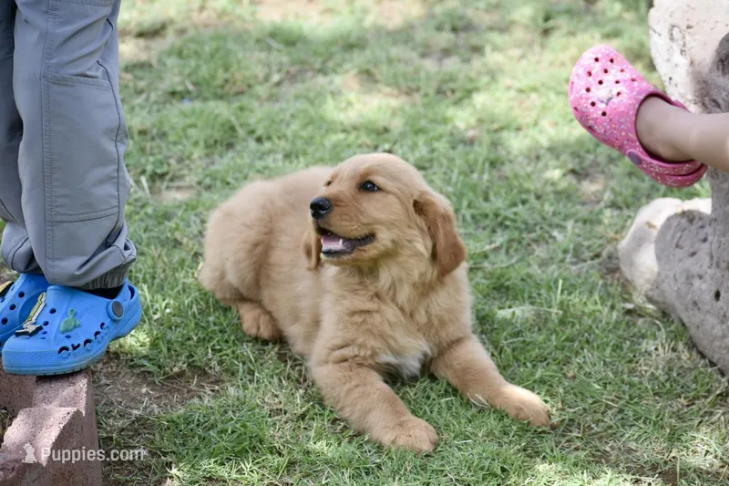 Pink – Golden Retriever puppy for sale in Phoenix, AZ