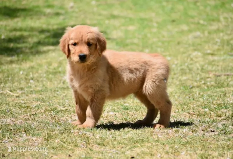Pink – Golden Retriever puppy for sale in Phoenix, AZ