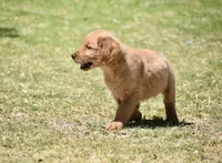 Pink, a female Golden Retriever for sale in Phoenix, AZ – Photo 2 of 2