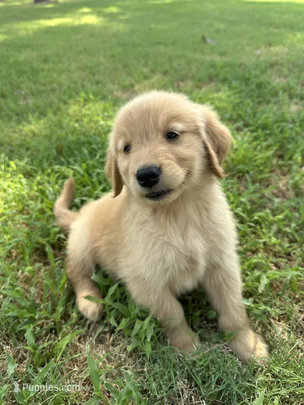 Runt – Golden Retriever puppy for sale in Phoenix, AZ