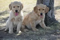 Rose, a female Golden Retriever for sale in Phoenix, AZ – 2 of 2