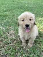 Red, a male Golden Retriever for sale in Phoenix, AZ – 2 of 3