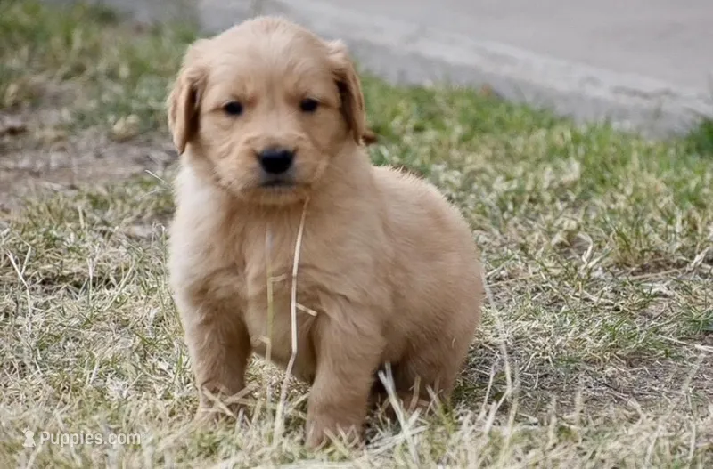 Red – Golden Retriever puppy for sale in Phoenix, AZ