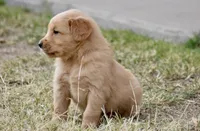 Red, a male Golden Retriever for sale in Phoenix, AZ – Photo 2 of 2
