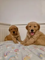 Yellow , a female Golden Retriever for sale in Phoenix, AZ – 1 of 2