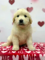 Lily, a female Golden Retriever for sale in Phoenix, AZ – Photo 1 of 3