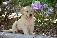 Lily, a female Golden Retriever for sale in Phoenix, AZ – Photo 3 of 3