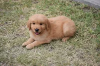Red, a male Golden Retriever for sale in Phoenix, AZ – 2 of 3