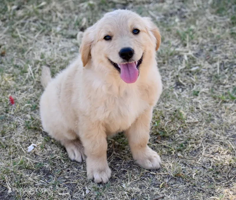 Yellow – Golden Retriever puppy for sale in Phoenix, AZ