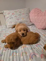 Rose, a female Golden Retriever for sale in Phoenix, AZ – 2 of 2
