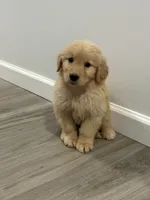 Blue, a male Golden Retriever for sale in Phoenix, AZ – 2 of 2