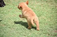 Red, a male Golden Retriever for sale in Phoenix, AZ – Photo 2 of 3
