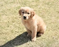 Red, a male Golden Retriever for sale in Phoenix, AZ – Photo 2 of 3
