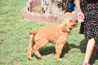 Red, a male Golden Retriever for sale in Phoenix, AZ – Photo 3 of 3